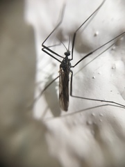 Gnophomyia tristissima
