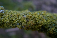 Xanthoriicola physciae