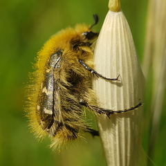 Tropinota hirta