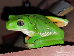 Agalychnis dacnicolor