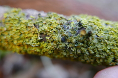 Xanthoriicola physciae