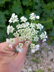 Tordylium trachycarpum