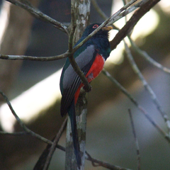 Trogon melanurus