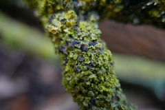 Xanthoriicola physciae