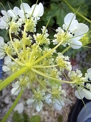 Tordylium trachycarpum