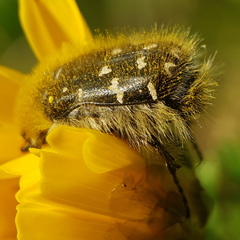 Tropinota hirta