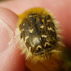 Tropinota hirta