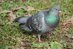 Columba livia domestica