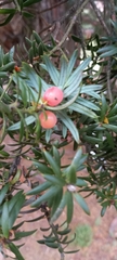 Podocarpus totara