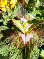 Lamium moschatum