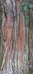 Podocarpus totara