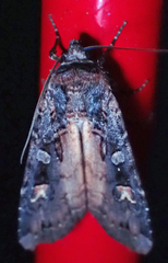 Actebia fennica