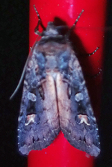 Actebia fennica