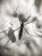 Gnophomyia tristissima