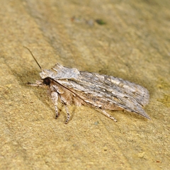 Lithophane ornitopus