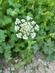 Tordylium trachycarpum