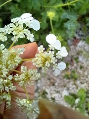 Tordylium trachycarpum