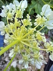 Tordylium trachycarpum