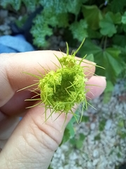 Tordylium trachycarpum