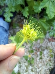 Tordylium trachycarpum