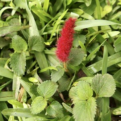 Acalypha pendula