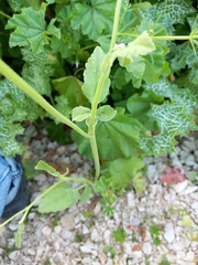 Tordylium trachycarpum