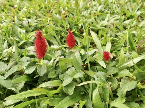 Image of Acalypha herzogiana by (c) Sue Carnahan, some rights reserved (CC BY)