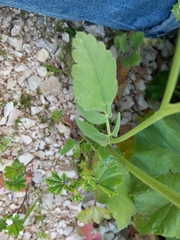 Tordylium trachycarpum