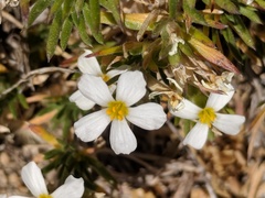 Leptosiphon nuttallii pubescens