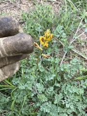 Corydalis aurea
