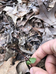 Neottia bifolia