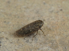 Euscelidius variegatus