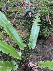 Asplenium scolopendrium
