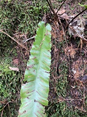 Asplenium scolopendrium