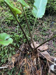 Asplenium scolopendrium