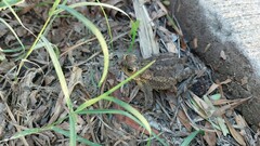 Rhinella dorbignyi