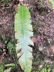 Asplenium scolopendrium