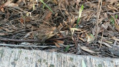 Rhinella dorbignyi