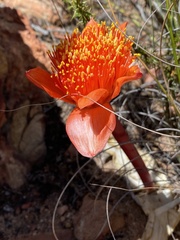 Haemanthus coccineus