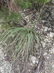 Nolineae