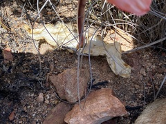 Haemanthus coccineus
