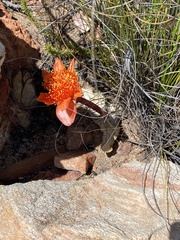 Haemanthus coccineus