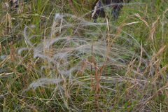 Stipa pennata