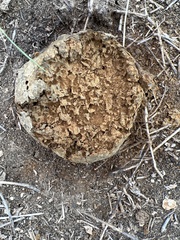 Pisolithus arenarius