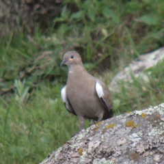 Metriopelia melanoptera