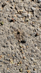 Stenomacra marginella