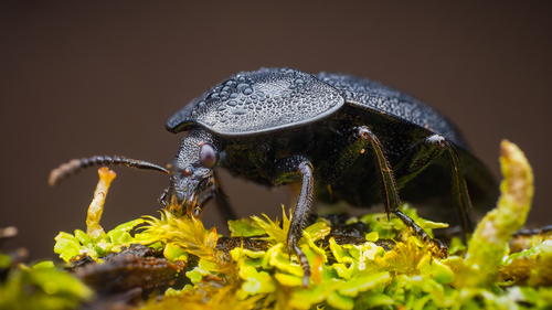 Šliužagraužis maitvabalis nuotrauka