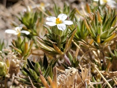 Leptosiphon nuttallii pubescens