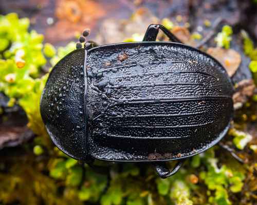 Šliužagraužis maitvabalis nuotrauka