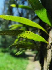 Pleopeltis macrocarpa